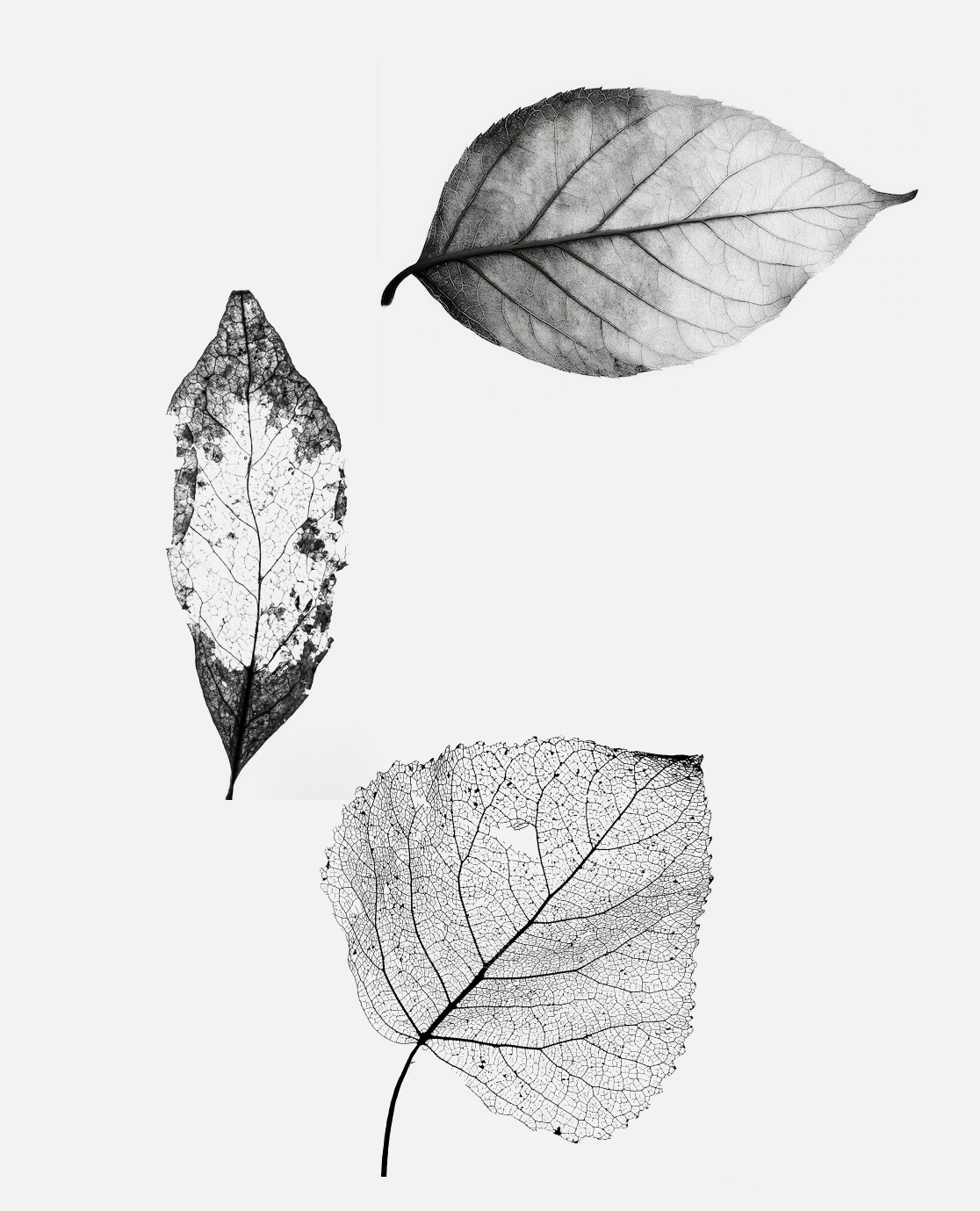 scanned leafs